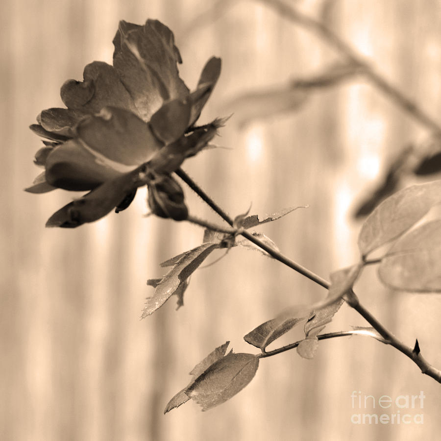 Garden Lines Sepia Rose Photograph by Connie Fox