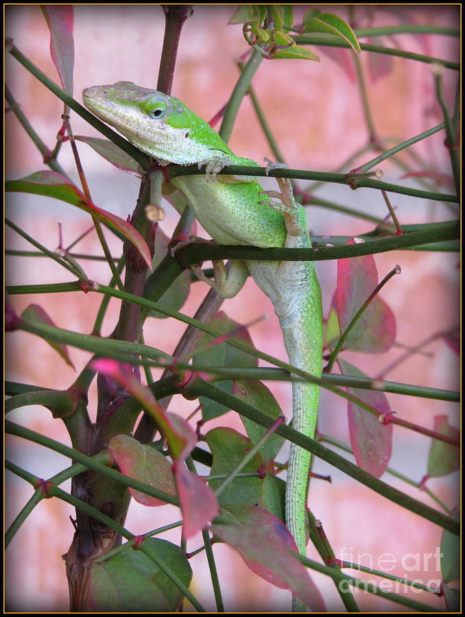 Garden Lizard - Beautiful and I know It Photograph by Ella Kaye Dickey