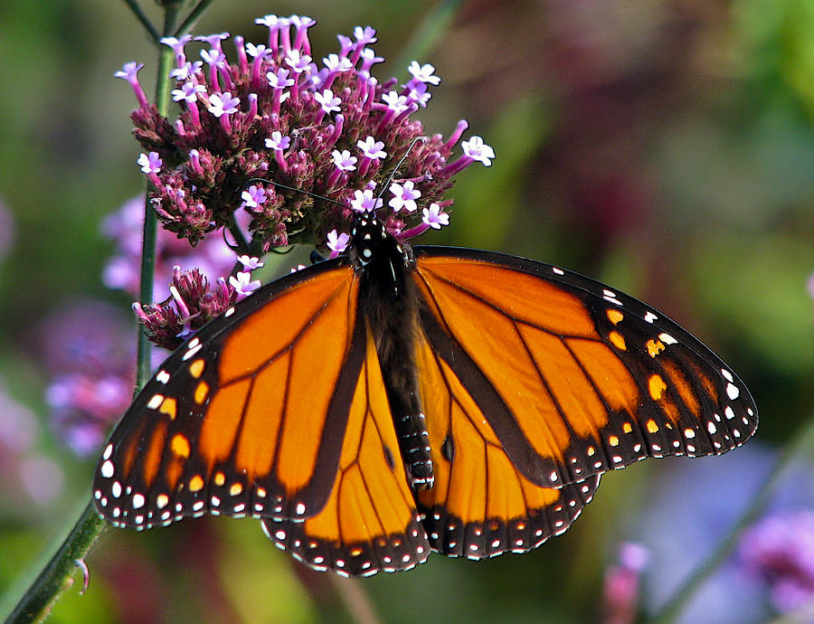 Garden Monarch Photograph by John Haldane