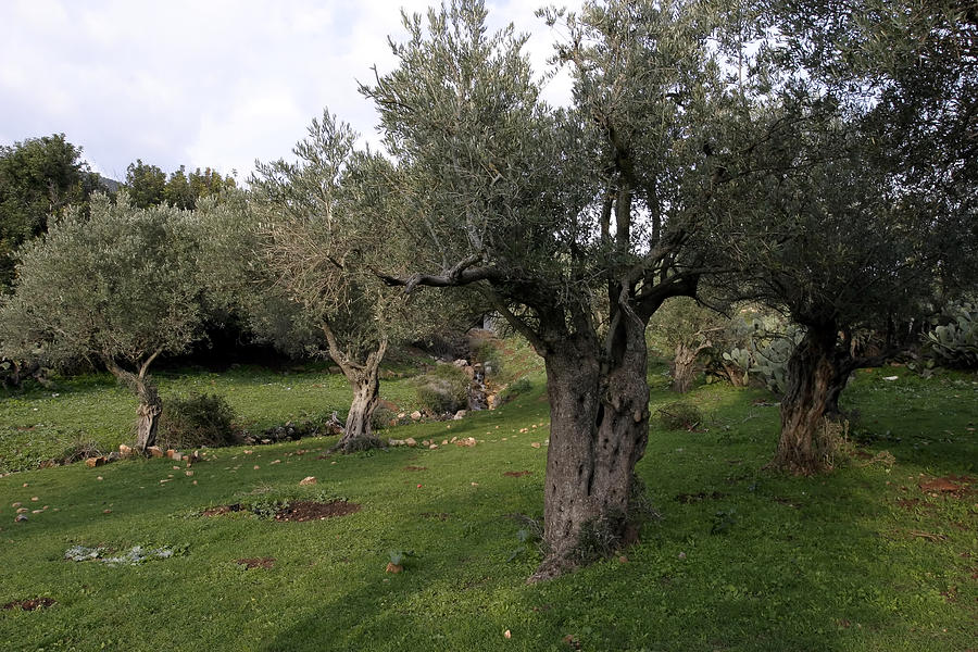 Garden of Gethsemane Photograph by Alexsl