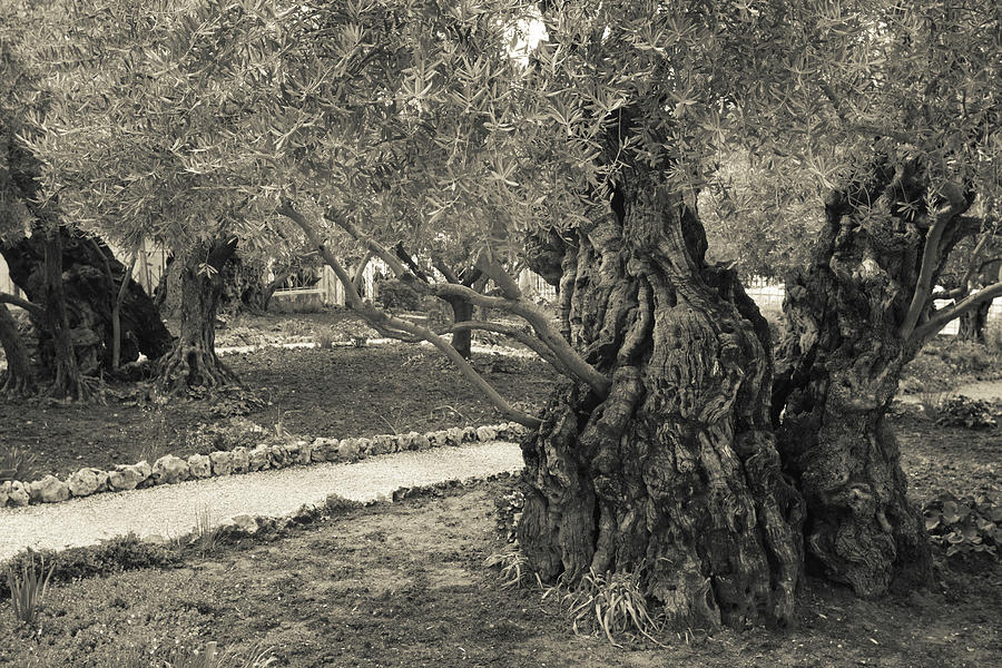 Garden Of Gethsemane, Mount Of Olives Photograph by Panoramic Images