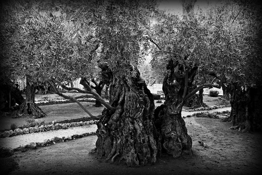 Jesus Christ Photograph - Garden of Gethsemane Olive Tree by Stephen Stookey