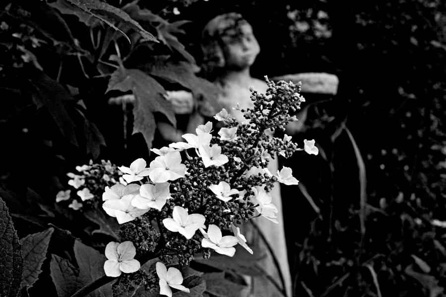 Garden of Good 3  Photograph by Toni Hopper