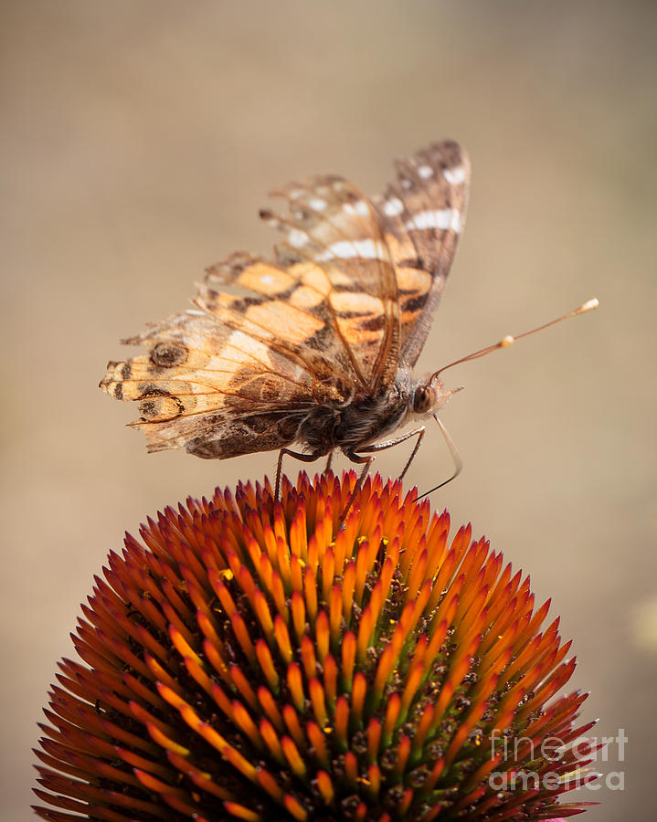 Butterfly Photograph - Garden of Life by Caisues Photography