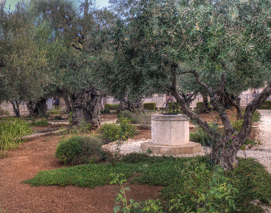 Garden of Olives Photograph by Don Wolf