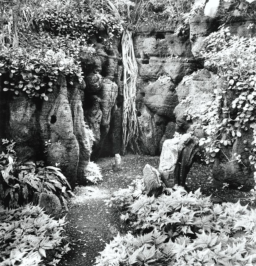 Garden Of Philip Spalding In Hawaii Photograph by Pedro E. Guerrero