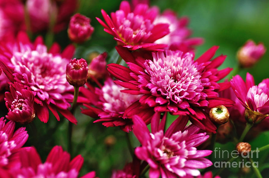 Flower Photograph - Garden of Red Chrysanthemums by Kaye Menner