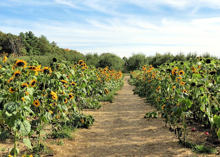 Garden of Sunflowers Photograph by Janice Drew