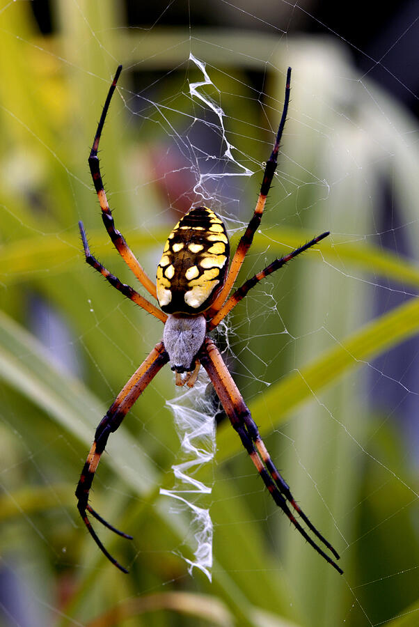 Garden Orb Weaver Spider Photograph by Paul W Faust -  Impressions of Light