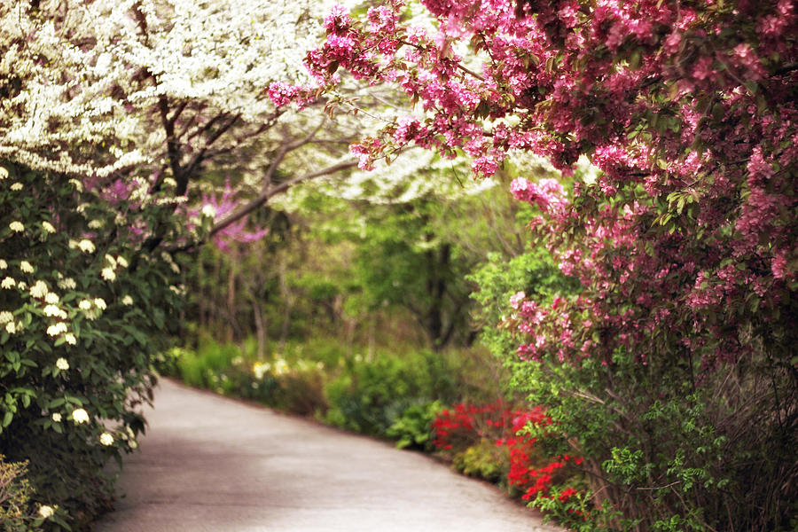 Spring Photograph - Garden Path by Jessica Jenney