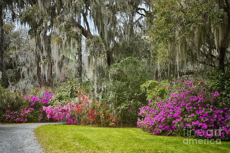 Garden Path Magnolia Plantation Photograph by Carrie Cranwill