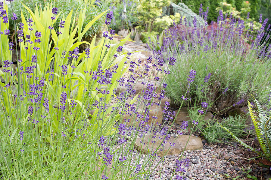Garden Path with English Lavender Flowers Photograph by David Gn