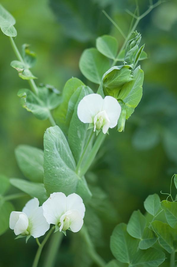 Garden Pea (pisum Sativum) Plant In Flower Photograph by Maria Mosolova/science Photo Library