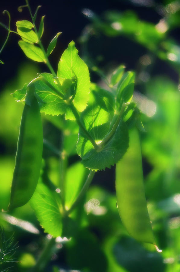 Garden Pea Plant (pisum Sativum) Photograph by Maria Mosolova/science Photo Library