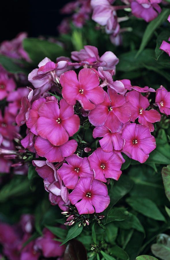 Garden Phlox Flowers Photograph by Adrian Thomas/science Photo Library