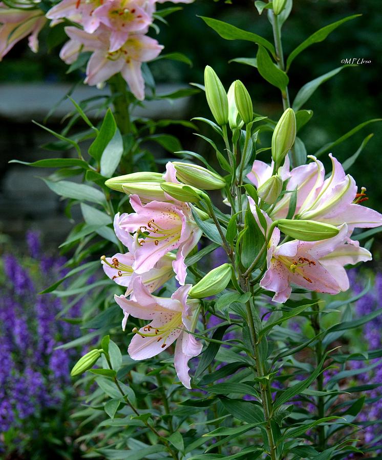 Garden Pink Lilies Photograph by Maria Urso