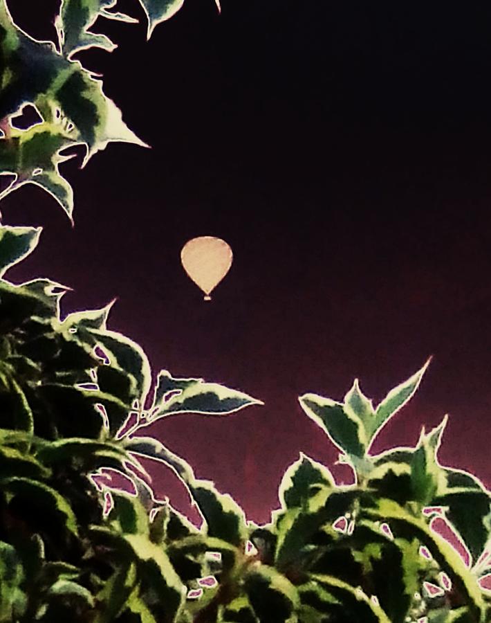 Garden Plant Balloon Green Photograph by Candy Floss Happy