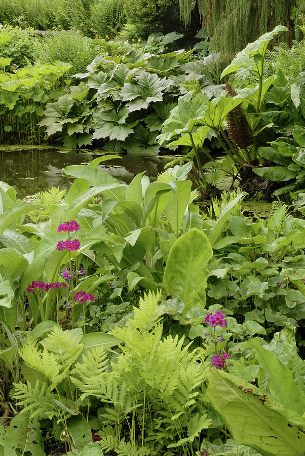 Garden Pond Photograph By Bide A Wee Simon Fraser Science Photo