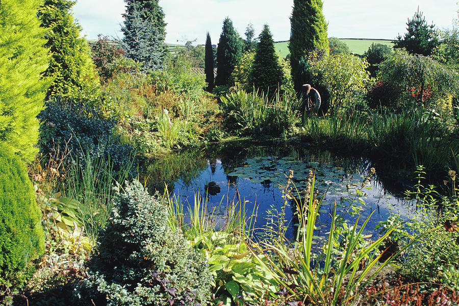 Garden Pond Photograph by Duncan Smith/science Photo Library
