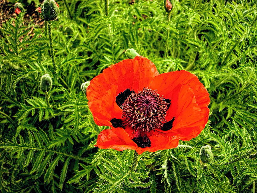 Garden Poppy Photograph by Norman Gabitzsch