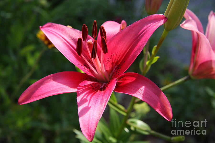 Garden Queen Photograph by Christiane Schulze Art And Photography ...