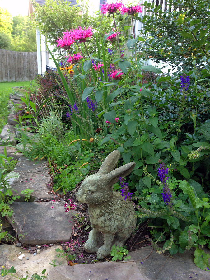 Garden Rabbit Photograph by Nancy-Fay Hecker | Fine Art America