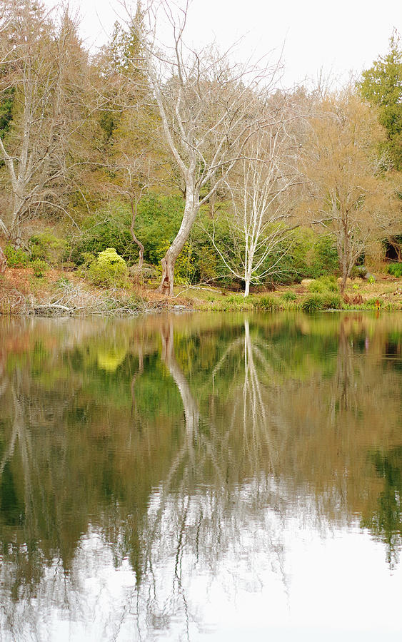 Tree Photograph - Garden Reflection by Marilyn Wilson