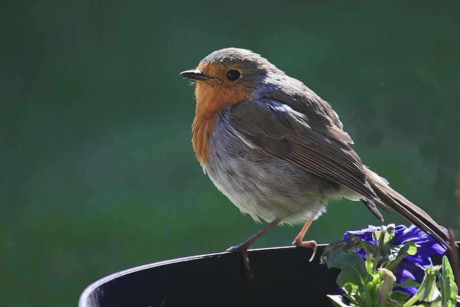 Garden robin Photograph by Shirley Mitchell