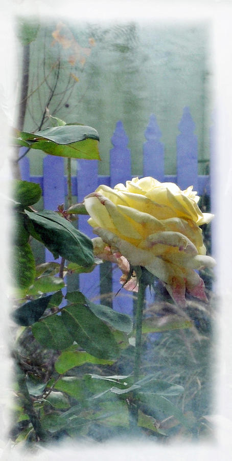 Garden Rose and Fence Photograph by Geraldine Alexander