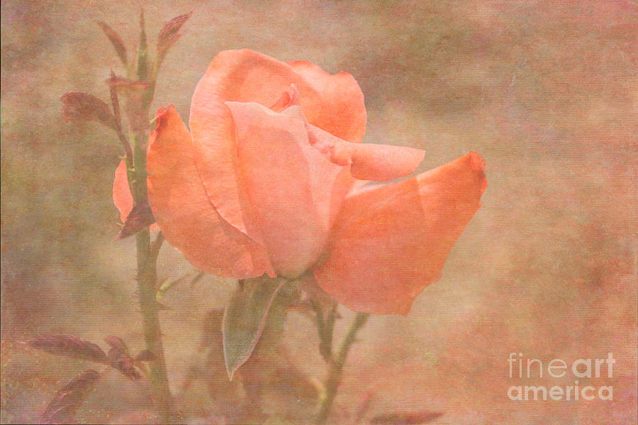 Garden Rose Photograph by Arlene Carmel