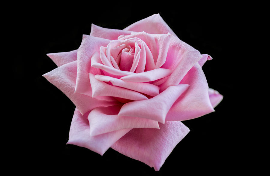 Flower Photograph - Garden Rose by Garvin Hunter
