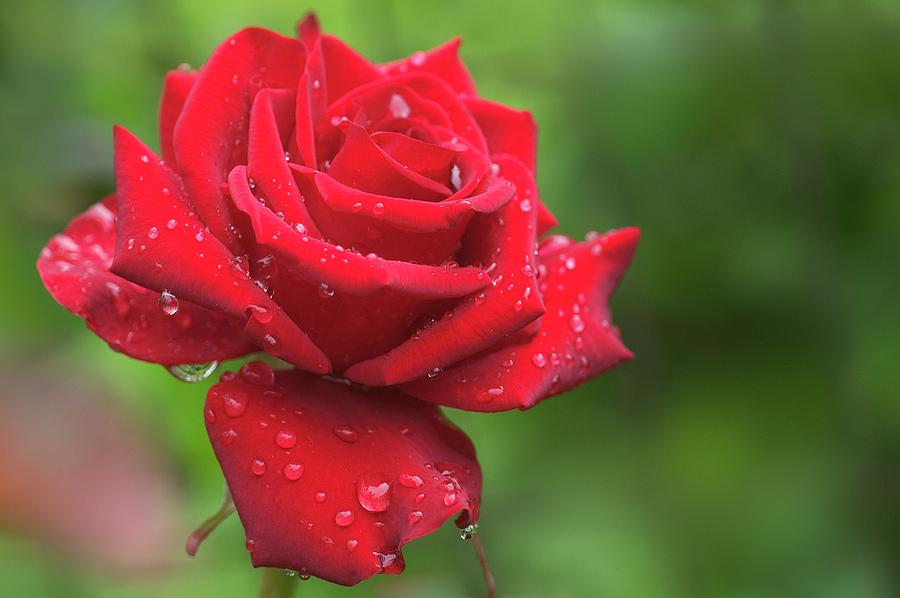 Garden Rose (rosa veterans Honour) Photograph by Maria Mosolova/science Photo Library