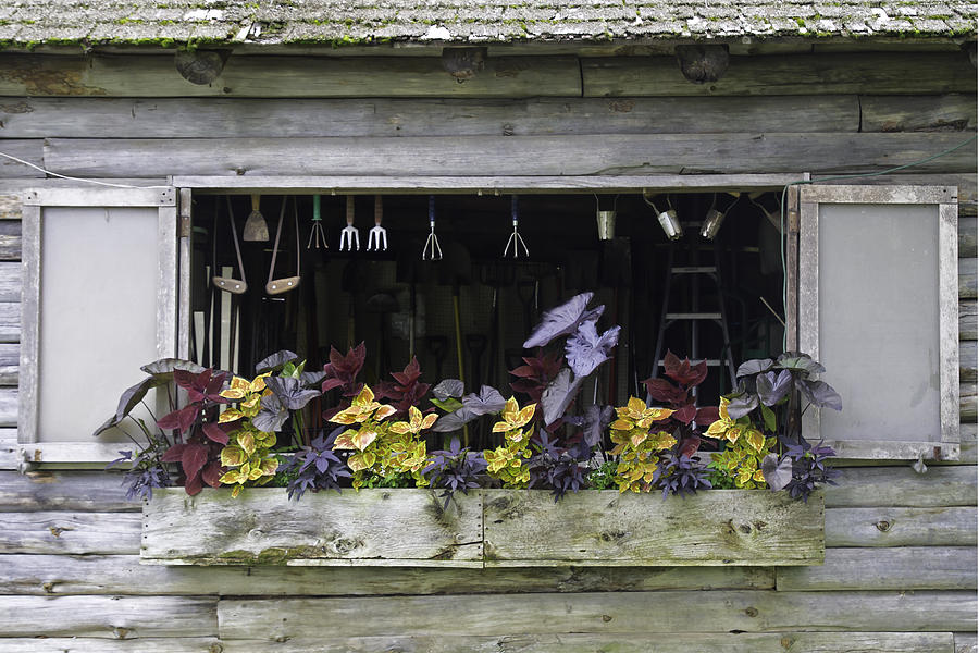 Garden shed window Photograph by David Freuthal