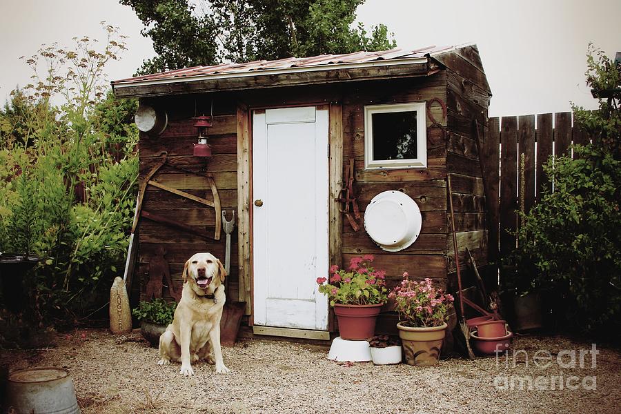 Garden Shed with Dog Photograph by Roxie Crouch