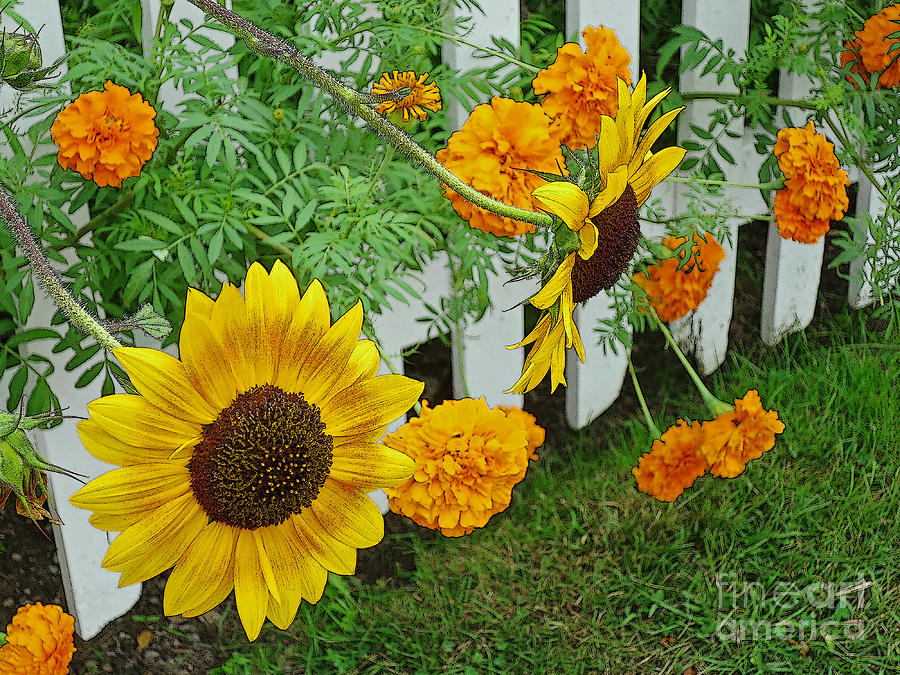 Flower Photograph - Garden Show-Offs by Ann Horn