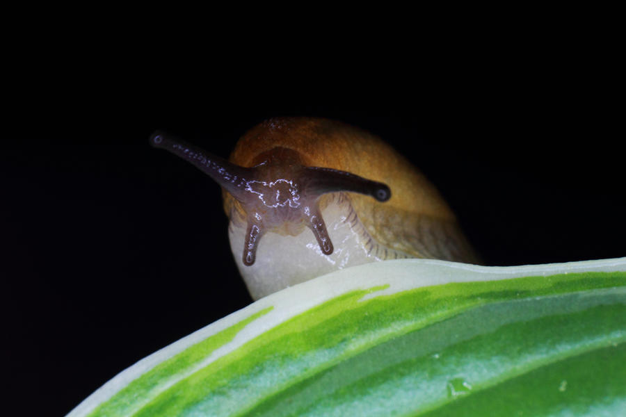 Garden Slug in the Hostas Photograph by Andrew Pacheco