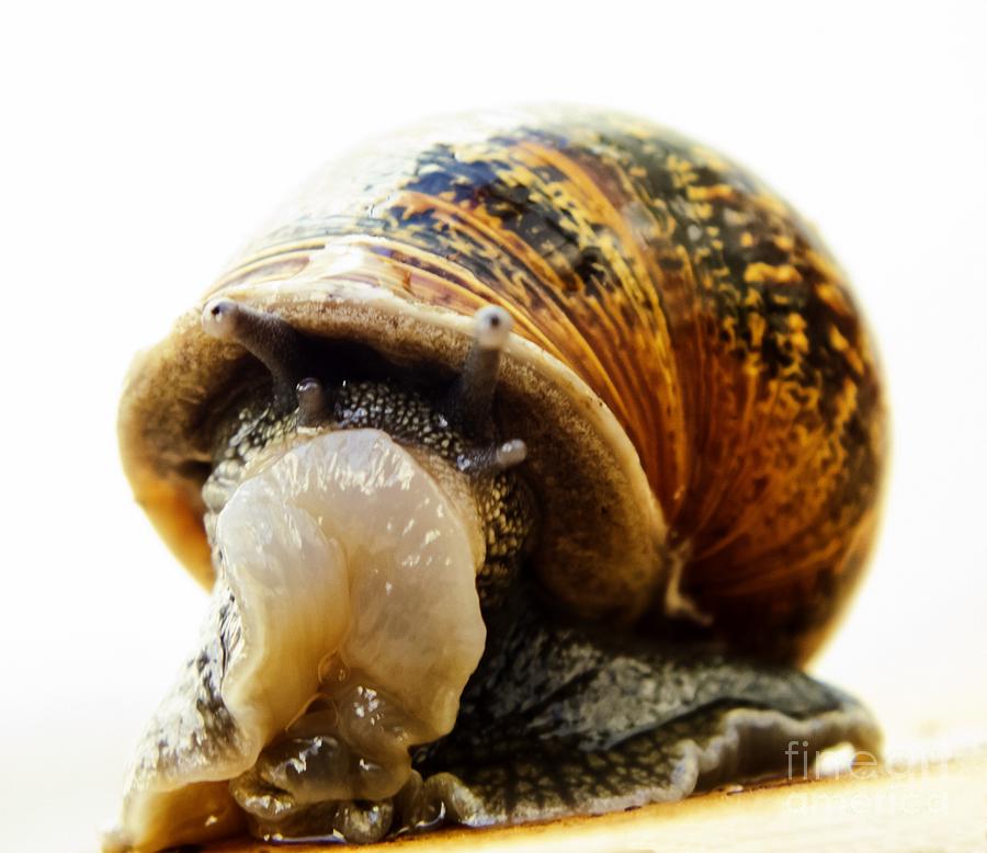 Garden Snail After Drinking Beer Photograph by Ian Gowland