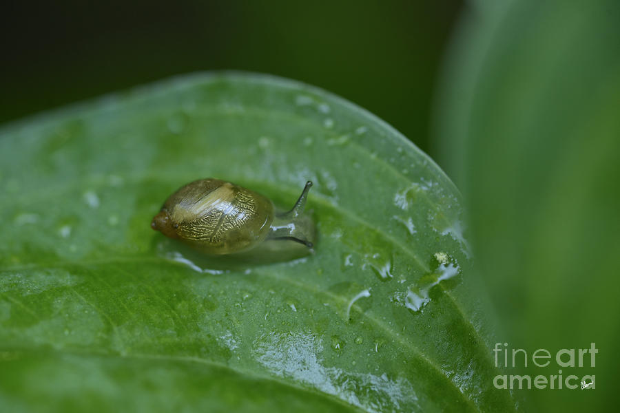 Garden Snail Photograph by Alana Ranney