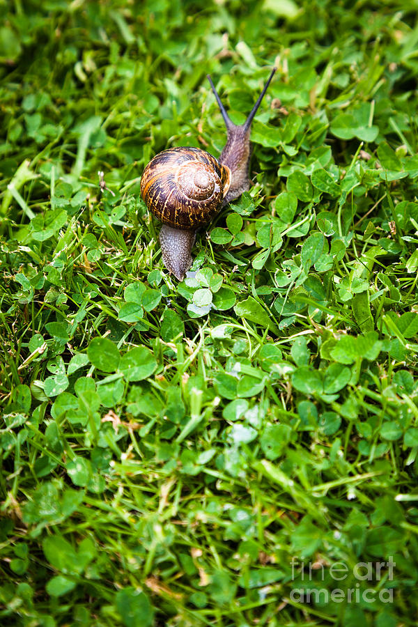 Garden snail and its slime mucus trail on grass and clover lawn Photograph by Peter Noyce