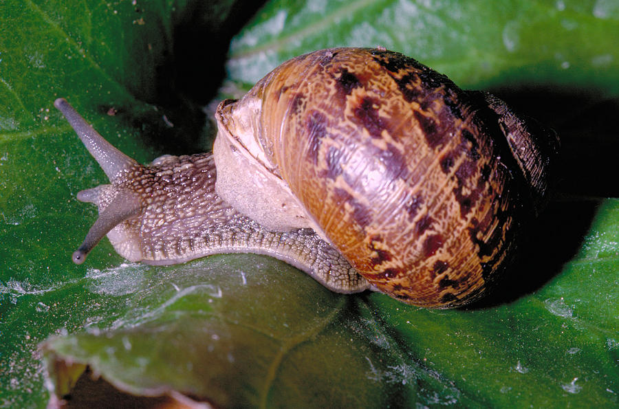 Garden Snail Helix Aspersa Photograph by Robert J. Erwin