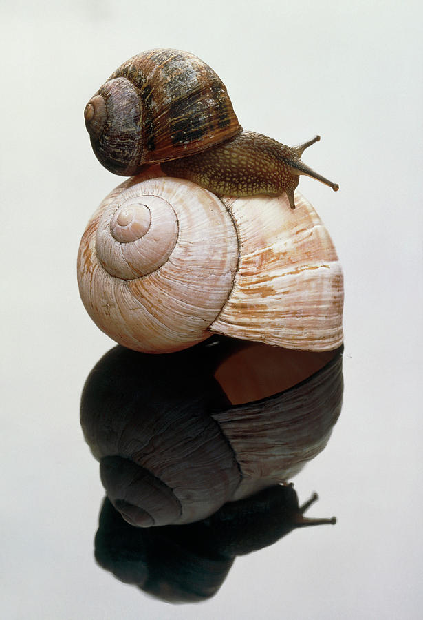 Garden Snail (helix Sp.) On Shell Of Larger Snail Photograph by Ton
