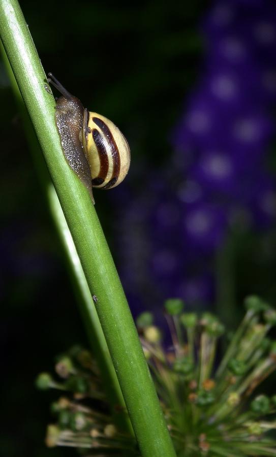 Garden Snail Photograph by Henry Kowalski