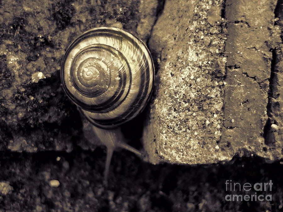 Garden Snail Photograph by Jeff Breiman