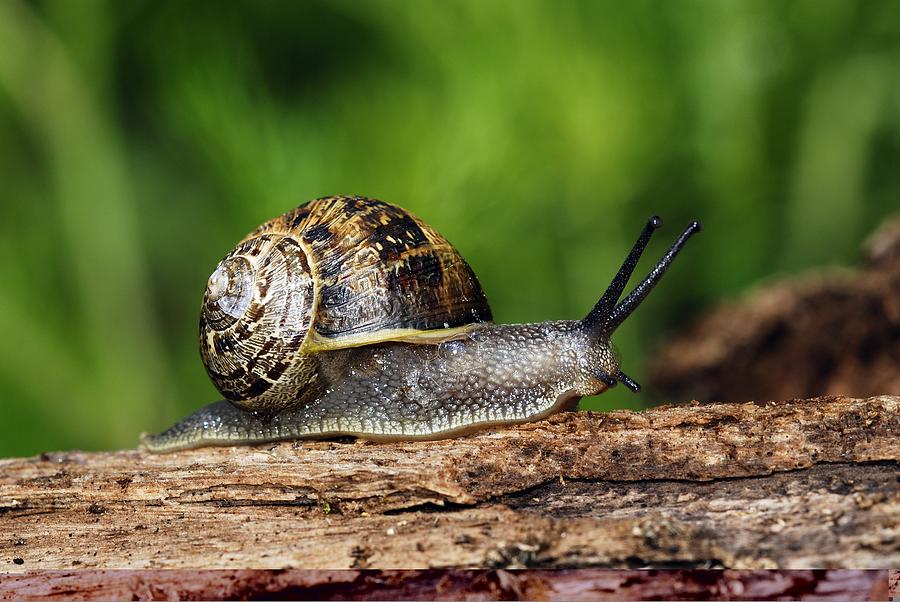 Garden snail Photograph by Science Photo Library - Fine Art America