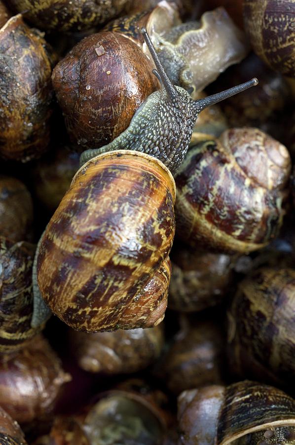 Garden Snails In A Flowerpot Photograph by Dr Jeremy Burgess Pixels