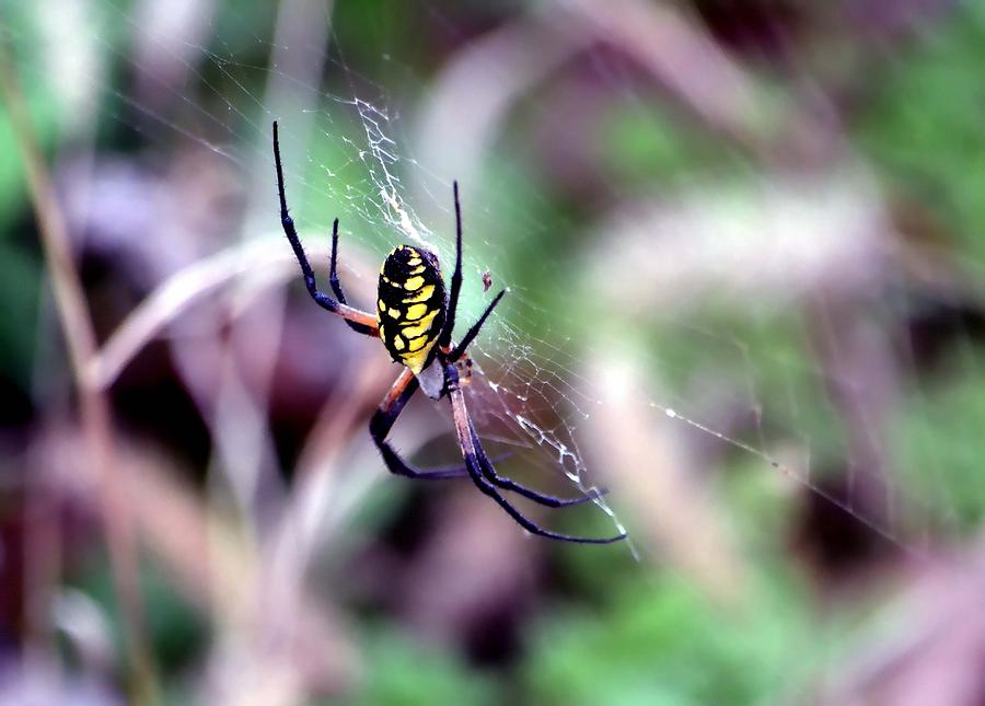 Garden Spider Photograph by Deena Stoddard
