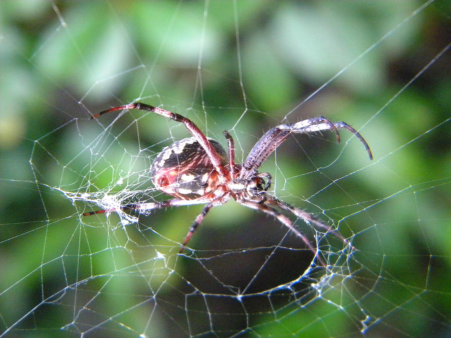 Garden Spider Photograph by Eric Johansen