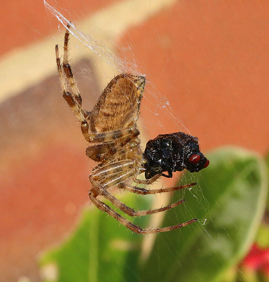 Garden Spider Feeding Photograph by John Topman