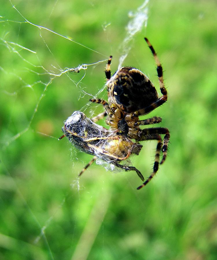 Garden Spider Feeding On Common Wasp Photograph by Ian Gowland/science Photo Library