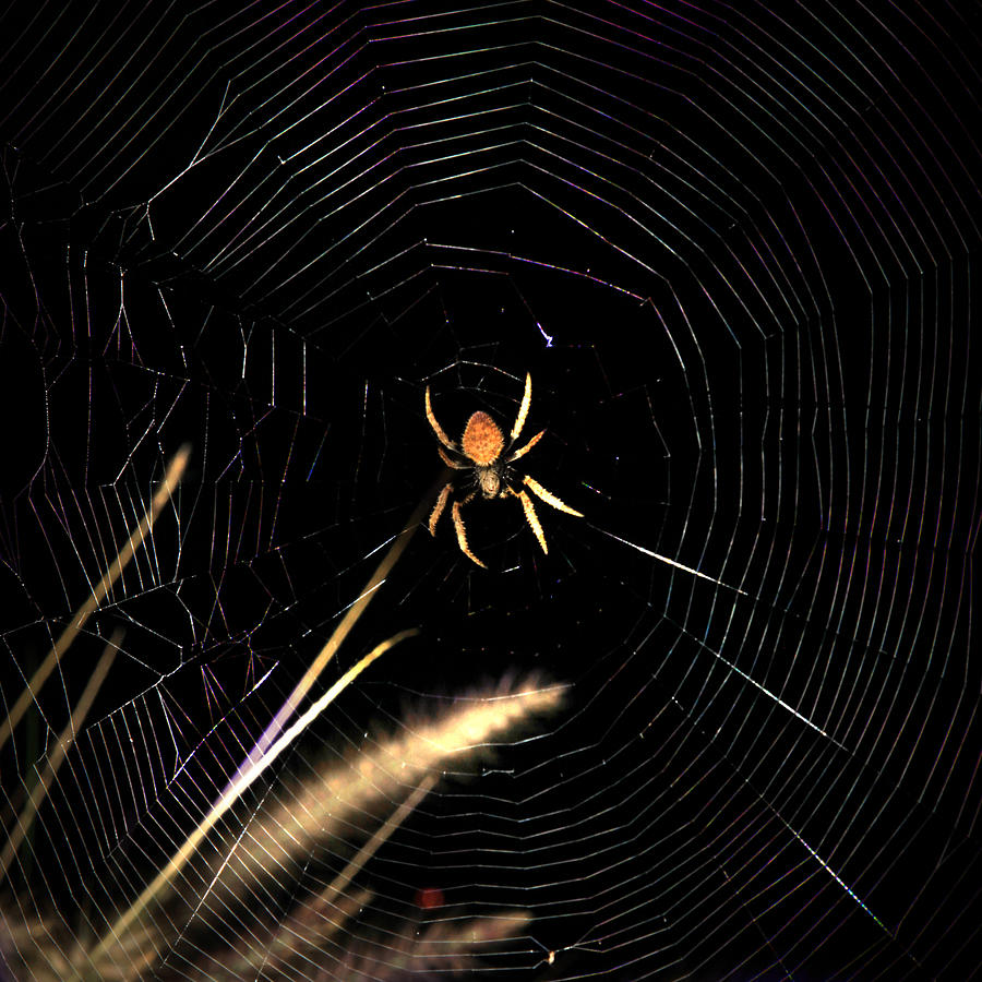 Garden Spider Photograph - Garden Spider by Joseph G Holland